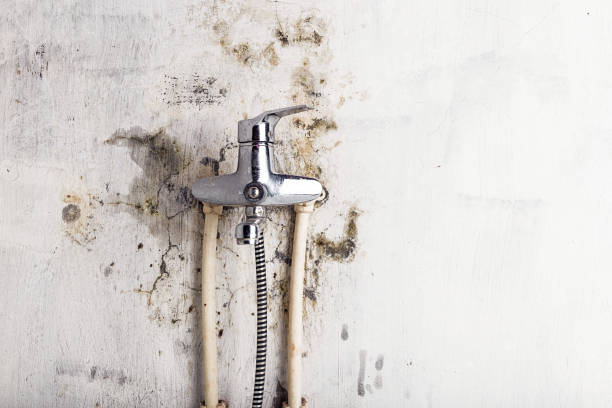 Certified Mold Removal in Beaverton, MI