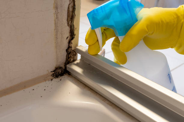 Best Mold Remediation  in Beaverton, MI