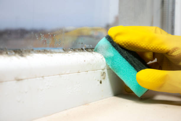 Mold Testing and Removal in Beaverton, MI