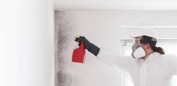 Best Mold Remediation Services  in Beaverton, MI