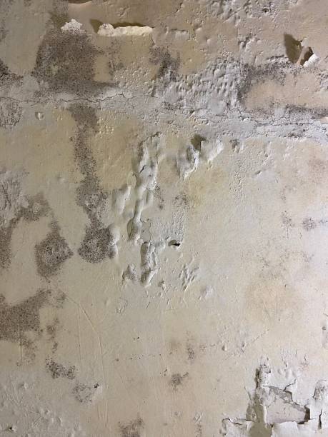 Best Affordable Mold Removal  in Beaverton, MI