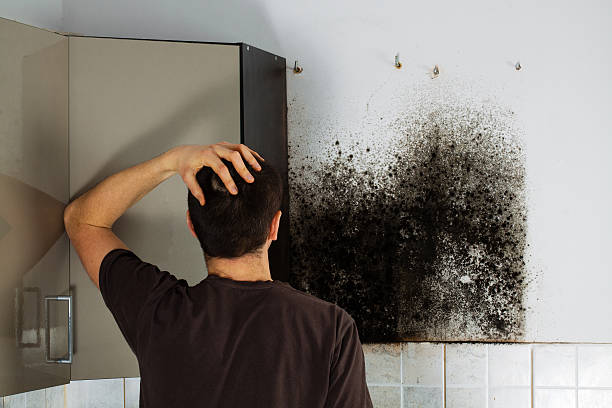 Best Attic Mold Removal  in Beaverton, MI