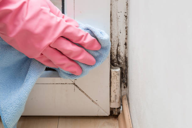 Best Crawl Space Mold Removal  in Beaverton, MI