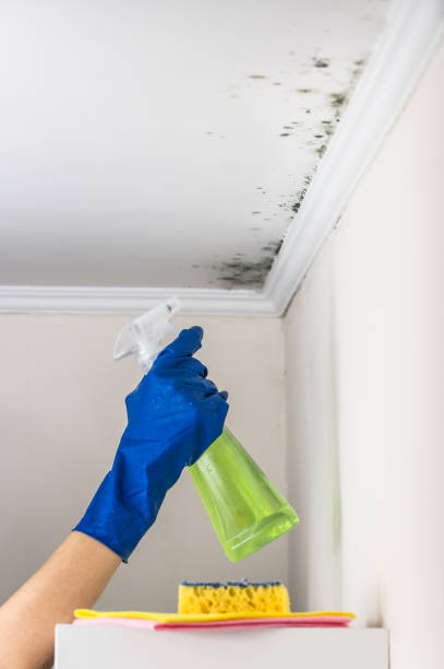 Best Best Mold Removal Companies  in Beaverton, MI